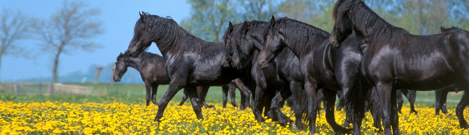 Equines