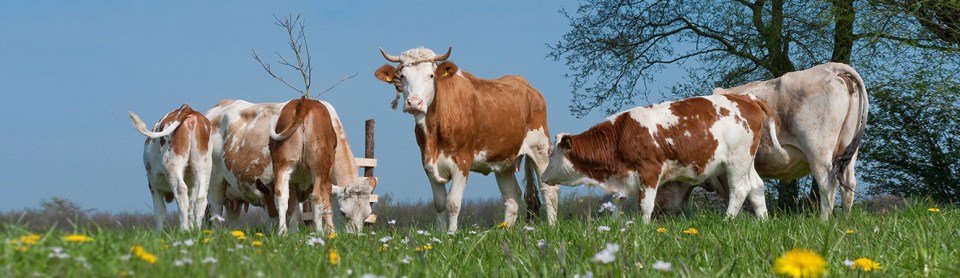 Cattle